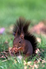 Ecureuil roux mangeant dans l'herbe France