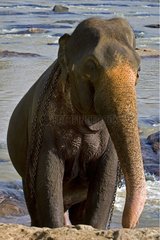 Inländischer asiatischer Elefant am Fluss Sri Lanka