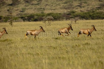 Topis running in savannah Masai Mara Kenya