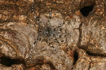Longhorn beetle hided on bark Sieuras Ariège France