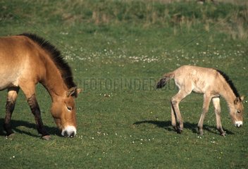 Przewalski 's mare and its foal grazing France