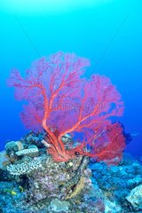 Gorgone von Tenia Red auf einem Reef Reef Ozeanien
