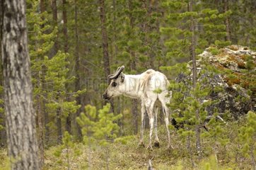 Dominant female Caribou surprised in an undergrowth Norway