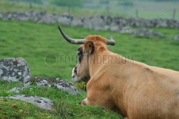 Aubrac cow lying in a meadow Aubrac Lozère Fance