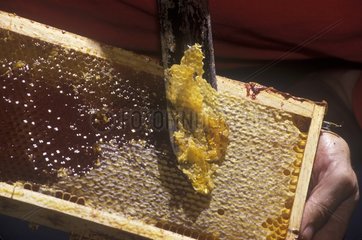 Honig auf einem Bienenstockkamm Frankreich gesammelt