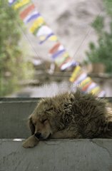 Hund schläft auf einem Marsch und Gebetsflaggen in Indien