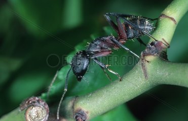 Mediterranean ant Spain