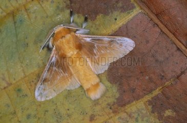 Schmetterling auf ein privates Reserveblatt Bartola gelegt