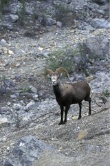 Bighorn sheep going on the blank of a valley Canada