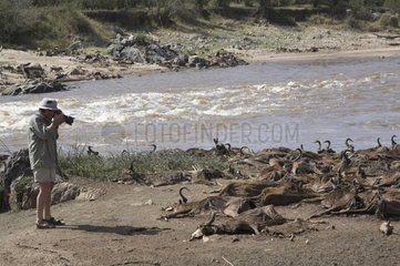 Photgrapher in front of dead wildebeests by the Mara River