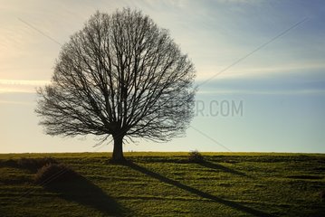 Family tree stripped of its leaves in a field France