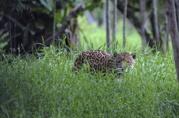 Jaguar in grass French Guiana
