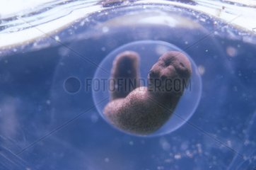 Embryo of European frog in water