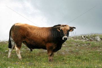 Portrait of a Bull in a field