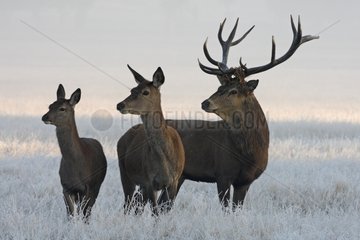 Stag Red deer & two hinds in frozen meadow Great Britain