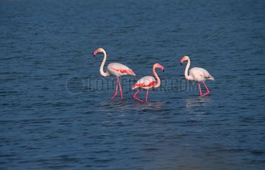 Group Pink Flamingo seeking of food