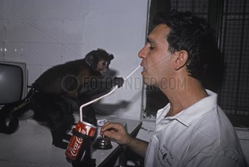 Capuchin monkey places a drinking straw in a man's mouth