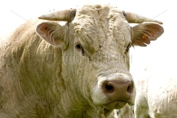 Portrait of a Cow race 'Charolaise' Charolais France