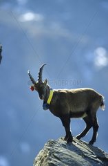 Ibex of the Alps with transmitting collar PN of Vanoise