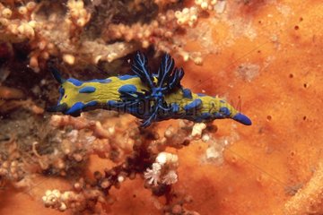 Nudibranch contrasting with bottom coral reef Australia