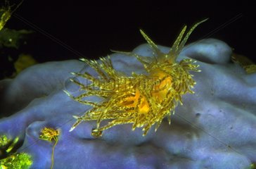 Yellow Nudibranch Mediterranean Sea