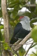 Seychelles Blue-Pigeon on a branch