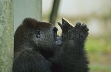 Male Western gorilla and mirror captive at CIRMF Gabon