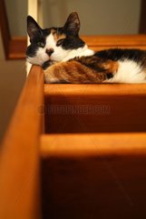 Cat sleeping on a bench out of wooden