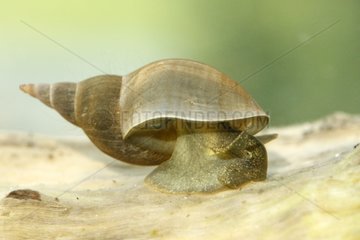 Fresh water snail moving under water Provence France