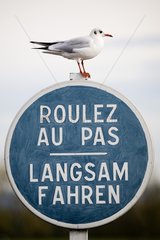 Black-headed gull on a panel of circulation Alsace France