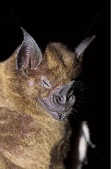 Portrait of a Bat French Guiana
