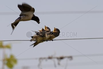 Barn Swallow hovering feeding 3 young France