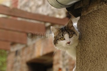 Eine She-Katze beobachtet hinter einer Mauer aus Haus yport Frankreich