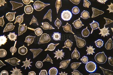 Fossils of Radiolaria of Barbados Island under microscope