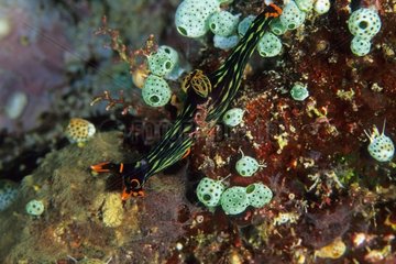 Nudibranch Manado Celebes Sea Indonesia