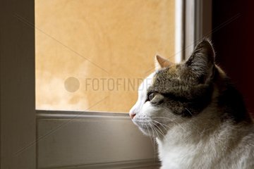 Katze schaut durch das Fenster eines Hauses Frankreich
