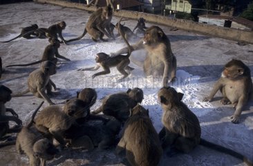 Mâle dominant de Macaques crabiers corrigeant un jeune