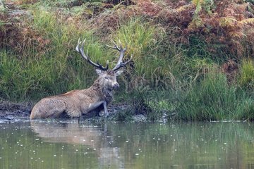 Stag Red deer in the mud Great Britain