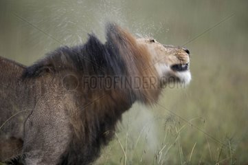 Löwe Branning sich im Reservat von Masaï Mara Kenia