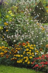 Massif d'annuelles en fleur dans un jardin en été