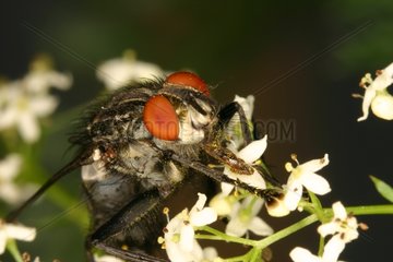 Diptera posed on an inflorescence Sieuras Ariège France