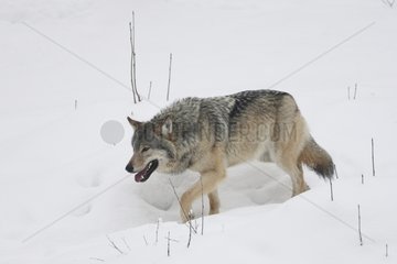 Gemeinsamer grauer Wolf im Schnee im Winter Finnland