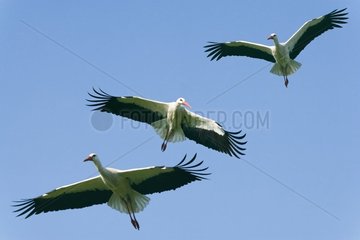 White storks in flight France