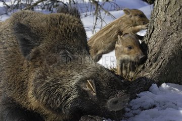 Wild boar and Piglets Schleswig-Holstein Germany