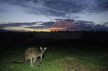 Grand Kangourou gris de l'Ouest au crépuscule Australie