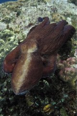 Indopazifischer Tag Oktopus Schwimmbali