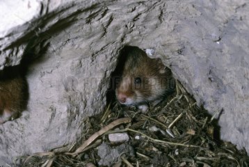 Ausgehender Hamster seines Rock Burrow Elsass Frankreich