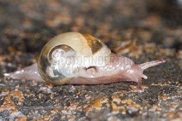 Young snail on a stone France