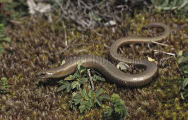 Slow worm crawling on the ground