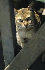 Katze hinter Wood Boards Thailand